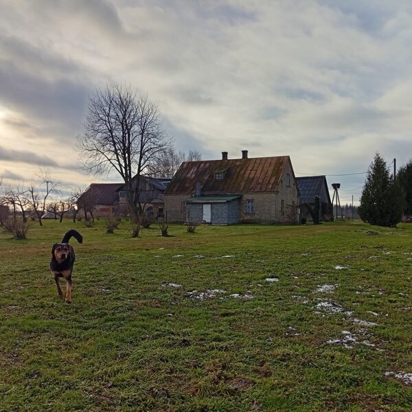 Dzīvnieki